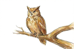 Owl icon